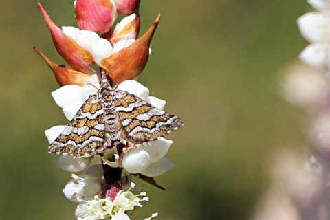 Four-banded Carpet Moth (Melitulias discophora)
